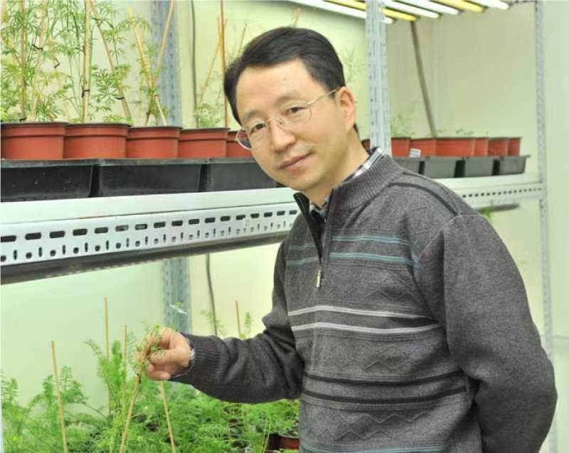 华体会网页版创新论坛第一千二百六十八讲暨120周年校庆年系列活动：复杂花瓣的发育与进化