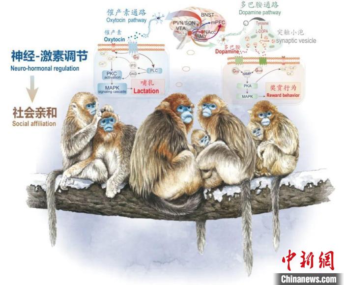 神经-激素调节的适应性变化增强社会亲和力。　华体会网页版供图